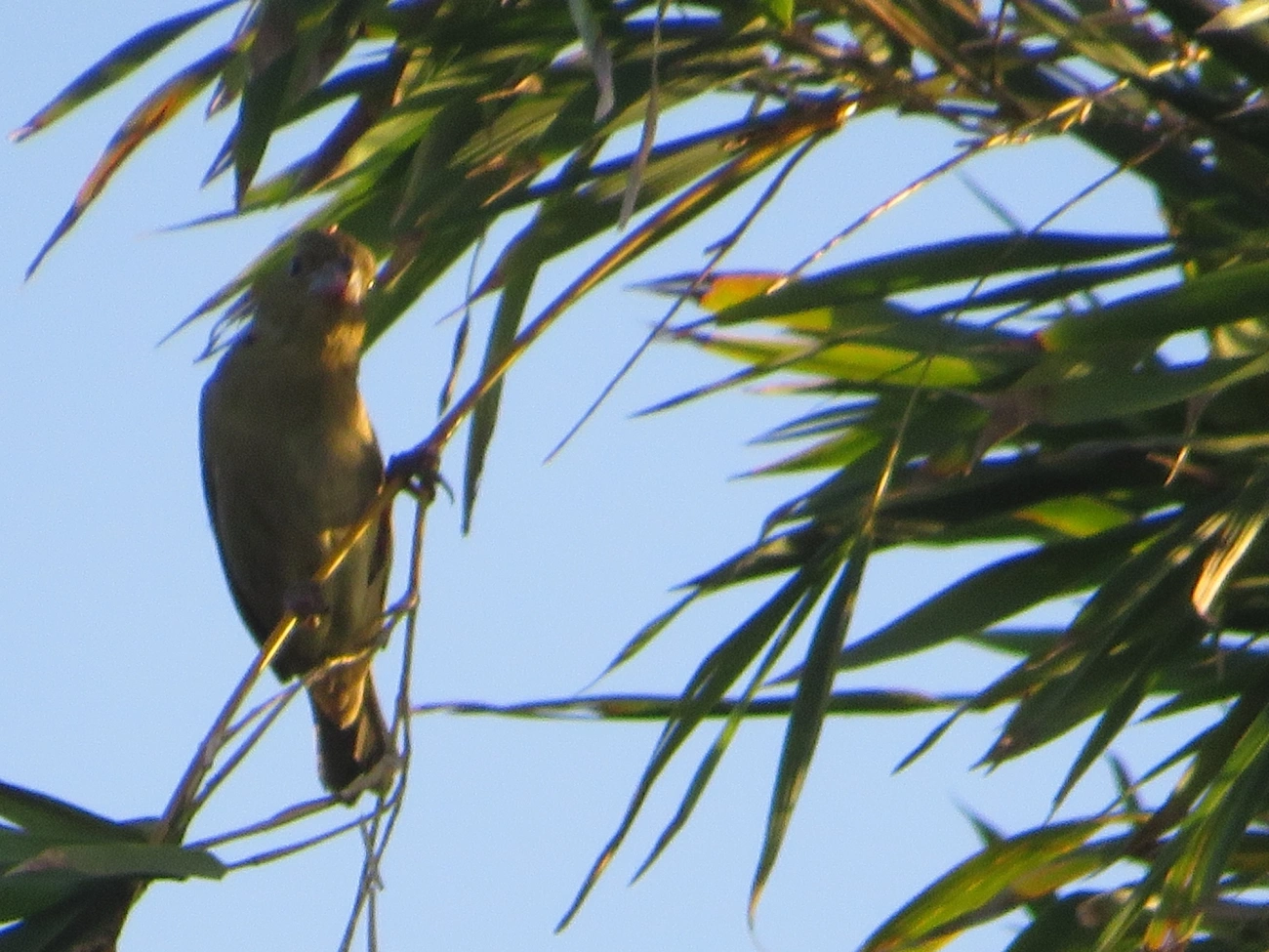 Baiano (Sporophila nigricollis), aves, fotografado em Maresias, São Sebastião