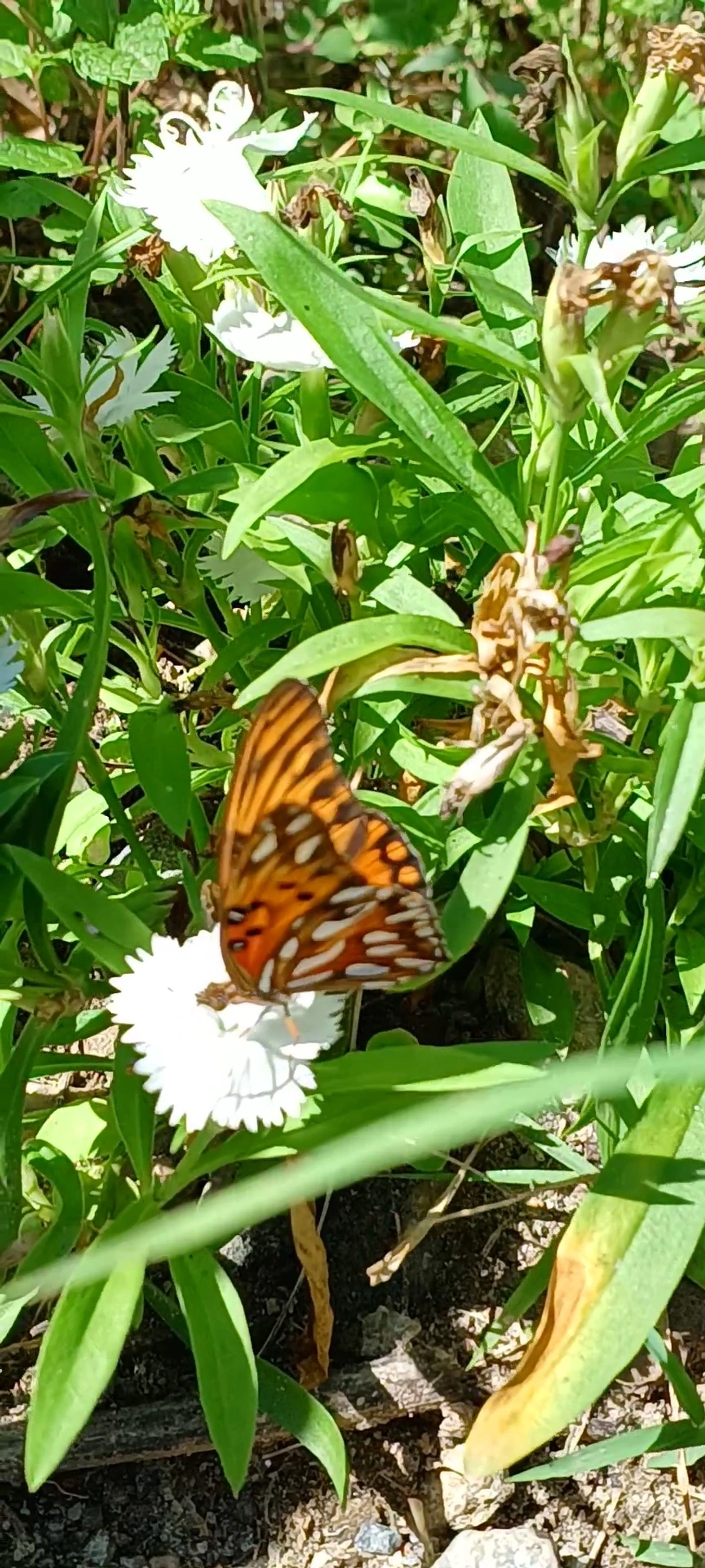 Borboleta-paixão (Dione vanillae), insetos, fotografado em Maresias, São Sebastião