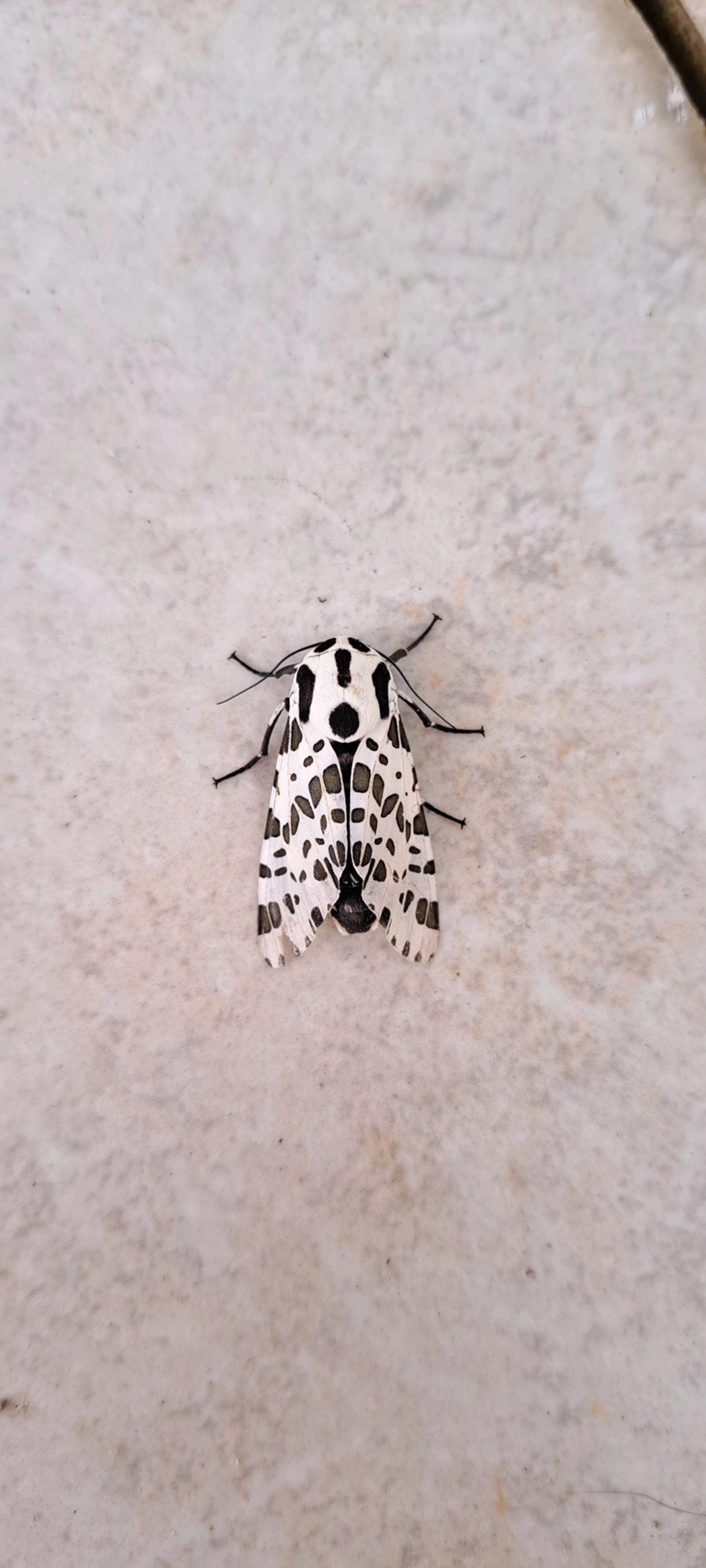 Mosca-taquinídea (Oxyptera brasiliensis), insetos, fotografado em Maresias, São Sebastião