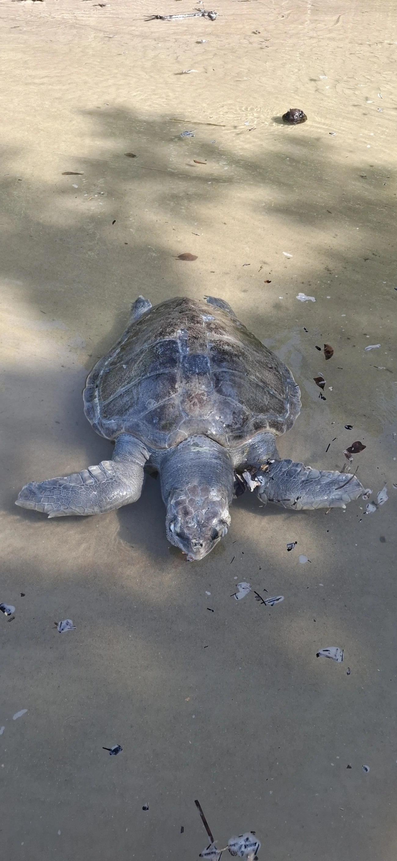 Tartaruga-cabeçuda (Caretta caretta), répteis, fotografado em São Sebastião