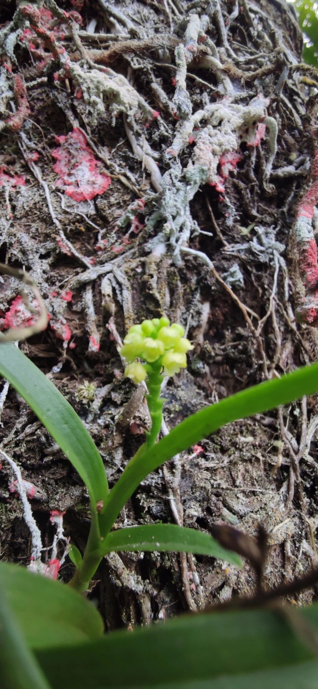 Polystachya, plantas, fotografado em Maresias, São Sebastião