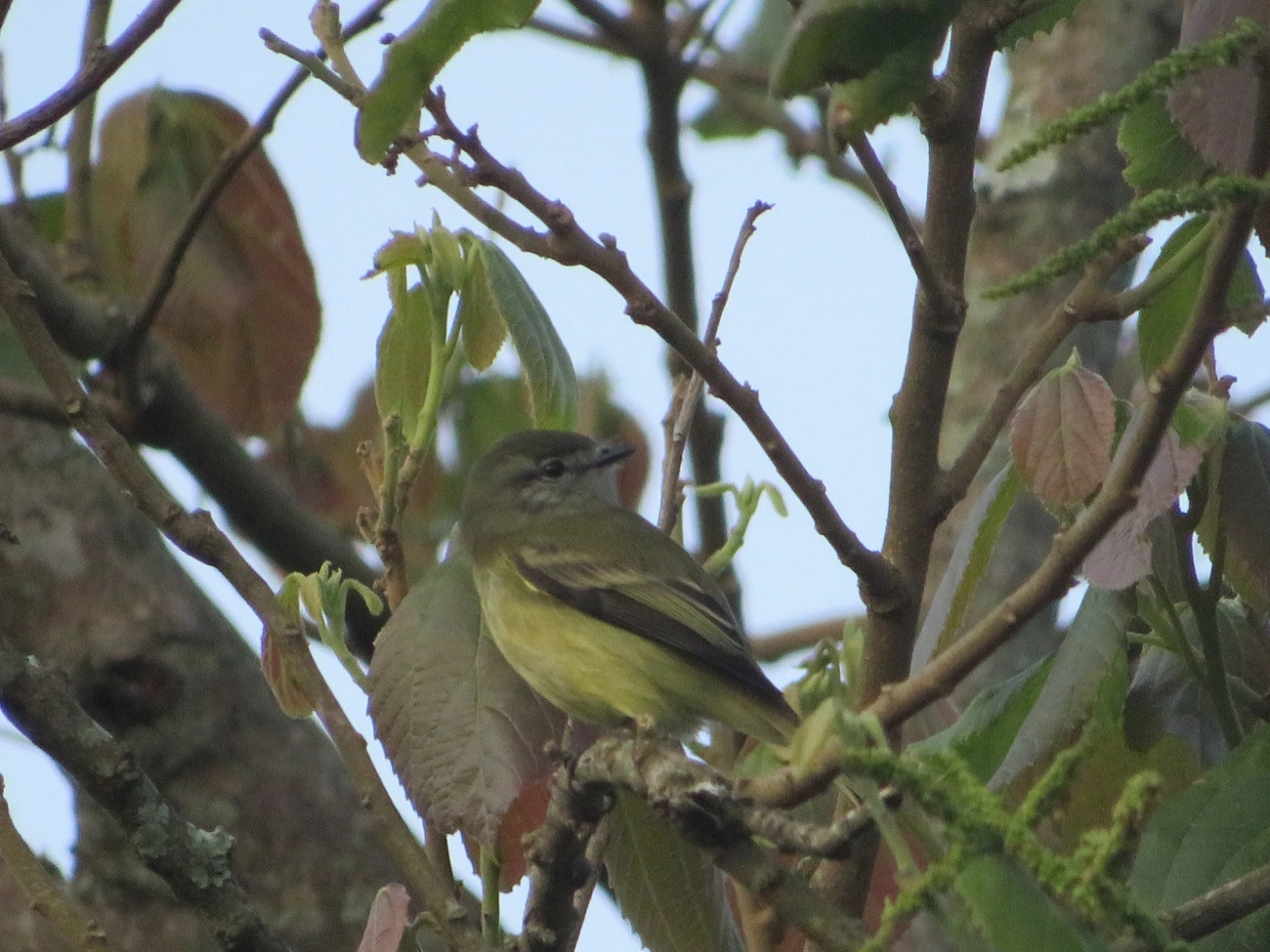 Piolhinho (Phyllomyias fasciatus), aves, fotografado em Maresias, São Sebastião