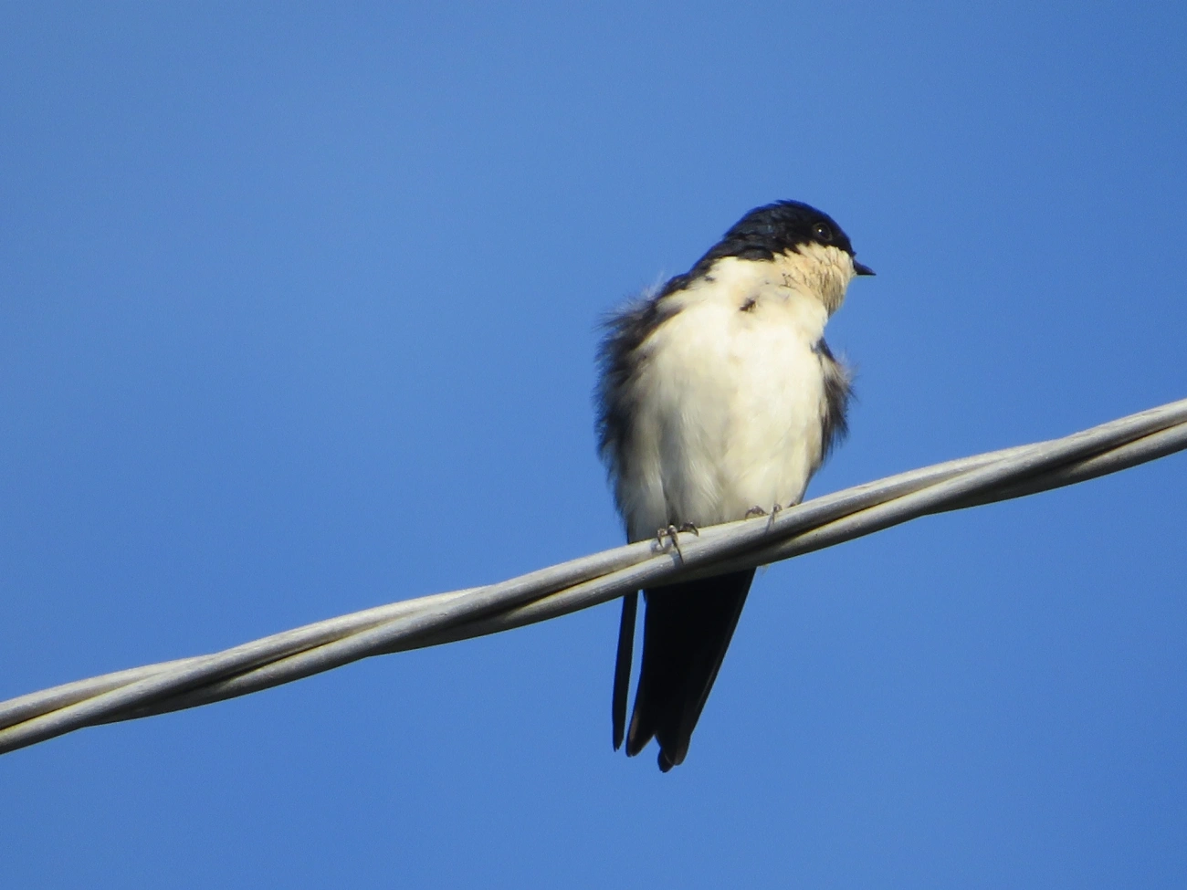 Andorinha-azul-e-branca (Pygochelidon cyanoleuca), aves, fotografado em Maresias, São Sebastião