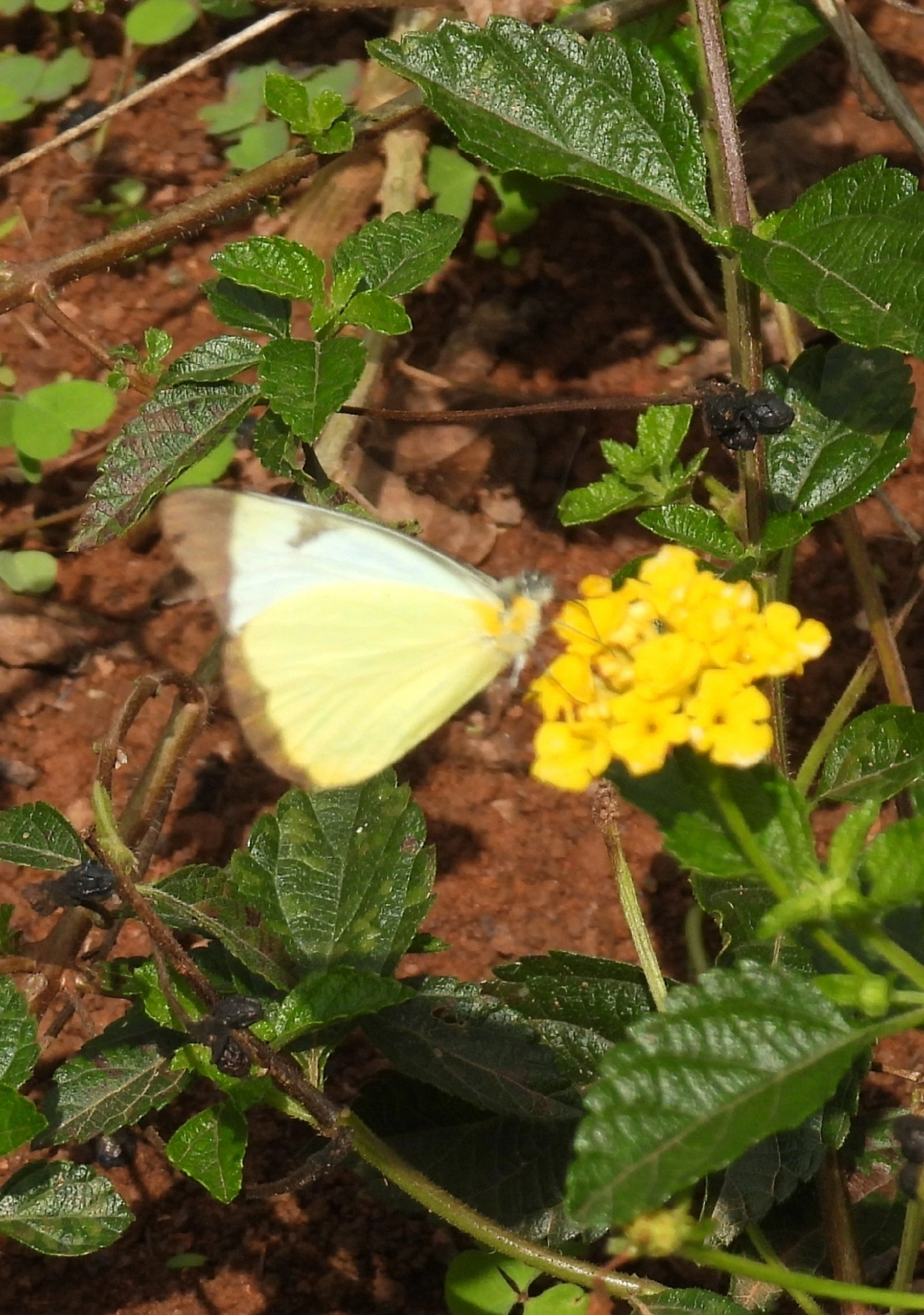 Branca-comum (Melete lycimnia), insetos, fotografado em Bragança Paulista