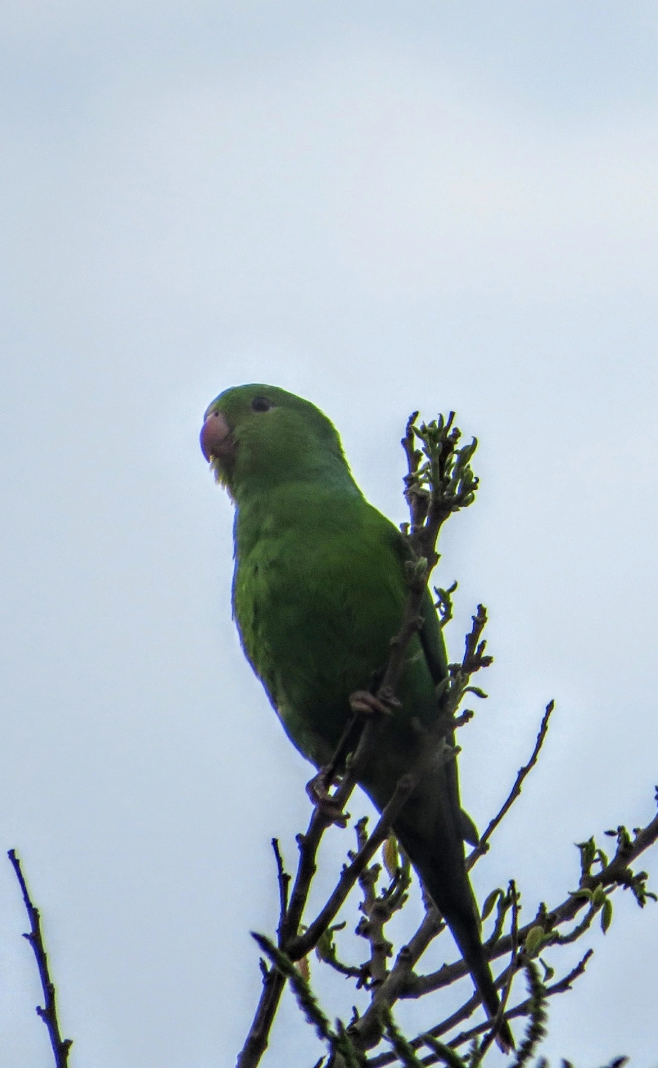Periquito-rico (Brotogeris tirica), aves, fotografado em Maresias, São Sebastião