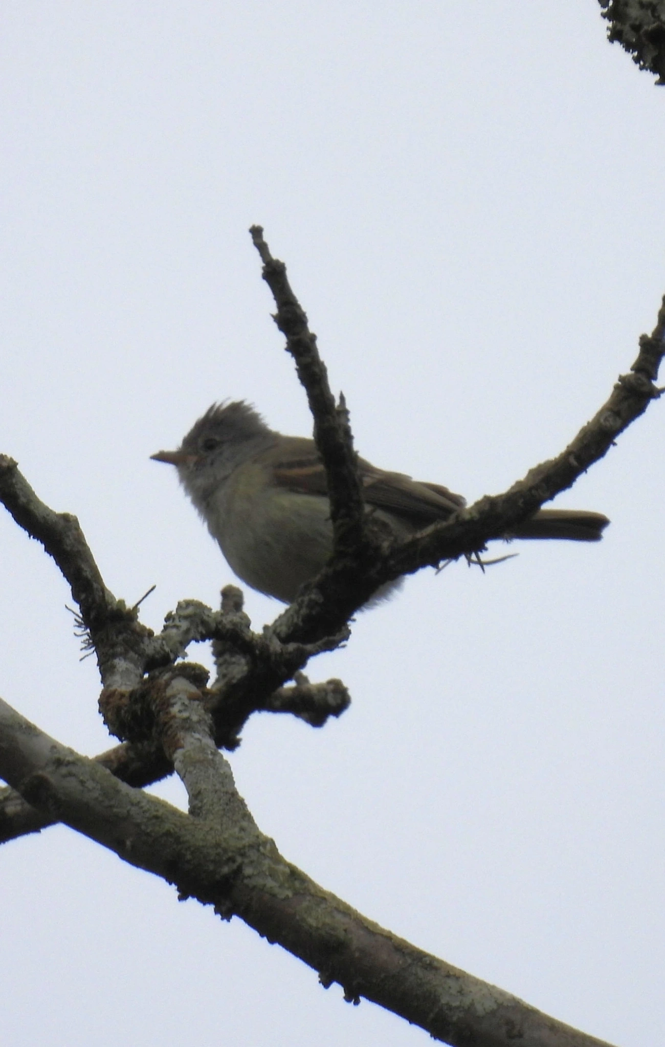 Risadinha (Camptostoma obsoletum), aves, fotografado em MQ2V+98Q - Parque Santa Tereza, Santa Isabel
