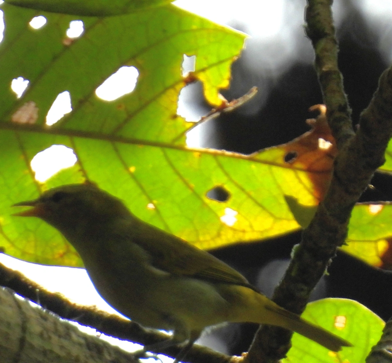 Saíra-ferrugem (Hemithraupis ruficapilla), aves, fotografado em Maresias, São Sebastião