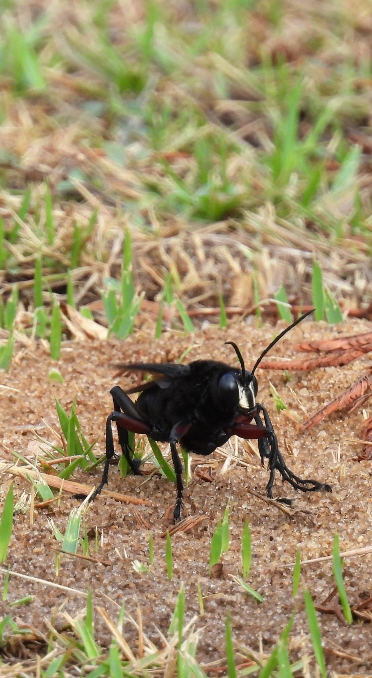 Vespa-caçadora (Sphex ingens), insetos, fotografado em Maresias, São Sebastião