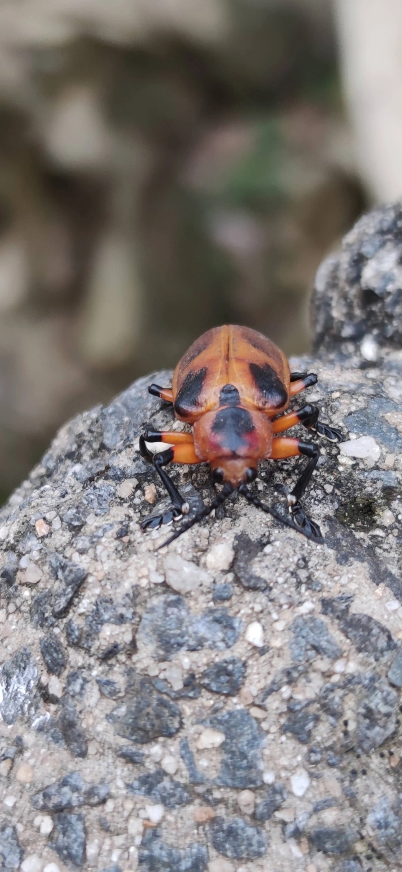 Mecistomela marginata, insetos, fotografado em Maresias, São Sebastião
