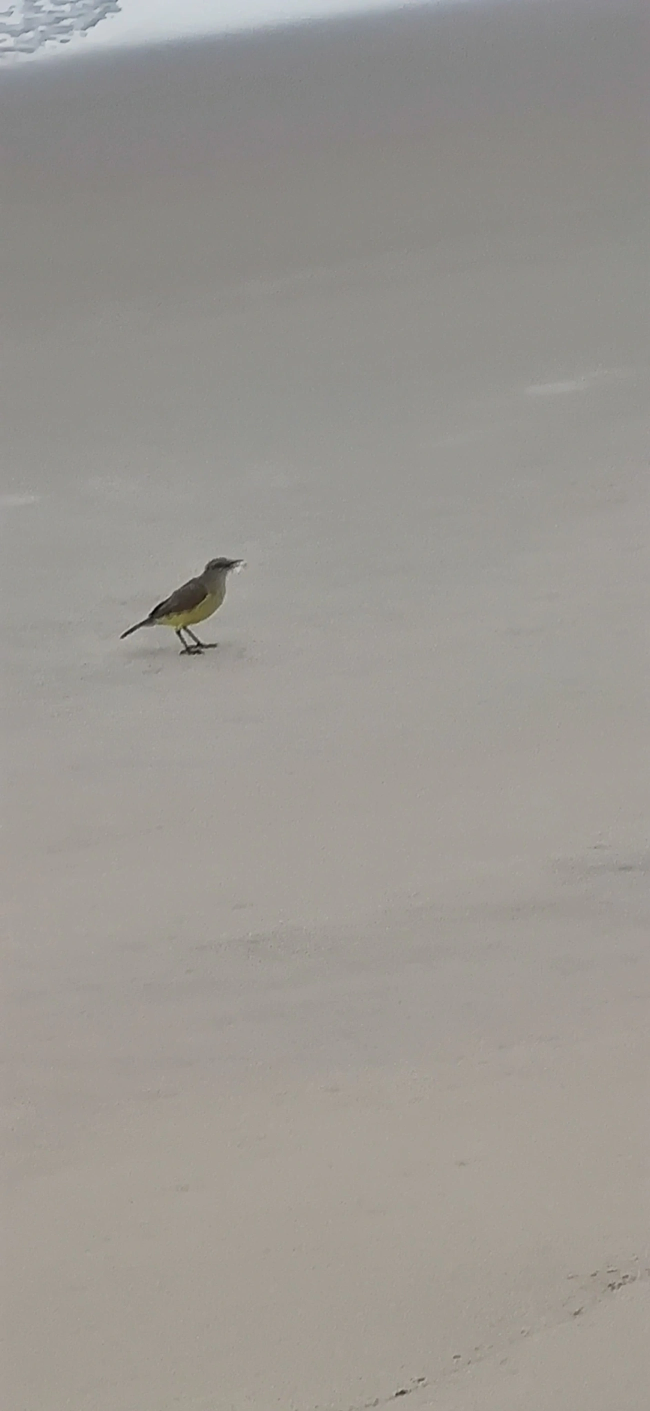 Suiriri-cavaleiro (Machetornis rixosa), aves, fotografado em Maresias, São Sebastião