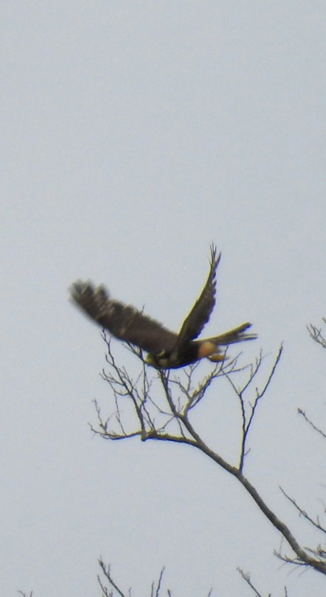 Falcão-de-coleira (Falco femoralis), aves, fotografado em Santa Isabel