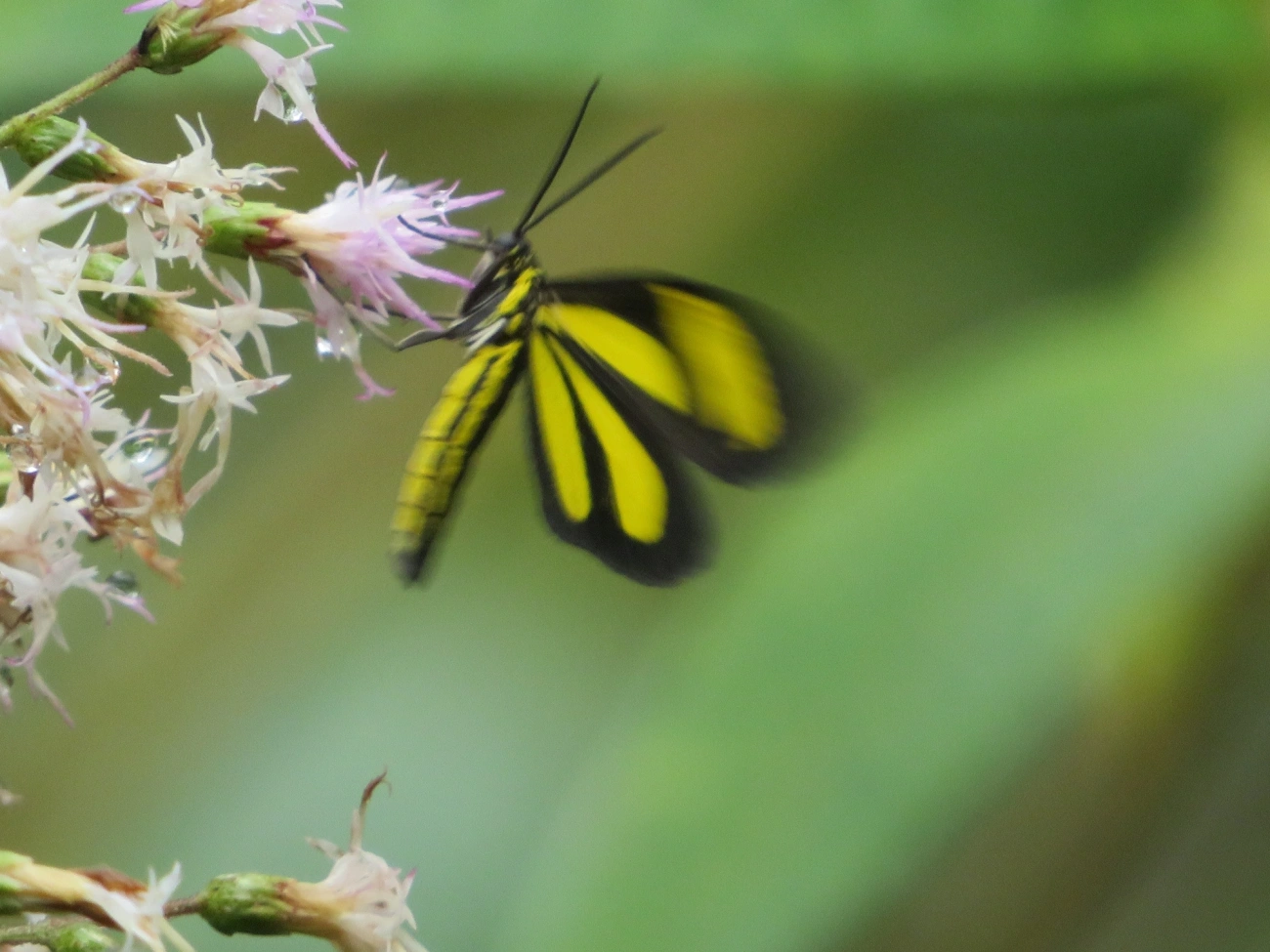 Cyllopoda claudicula, insetos, fotografado em Maresias, São Sebastião