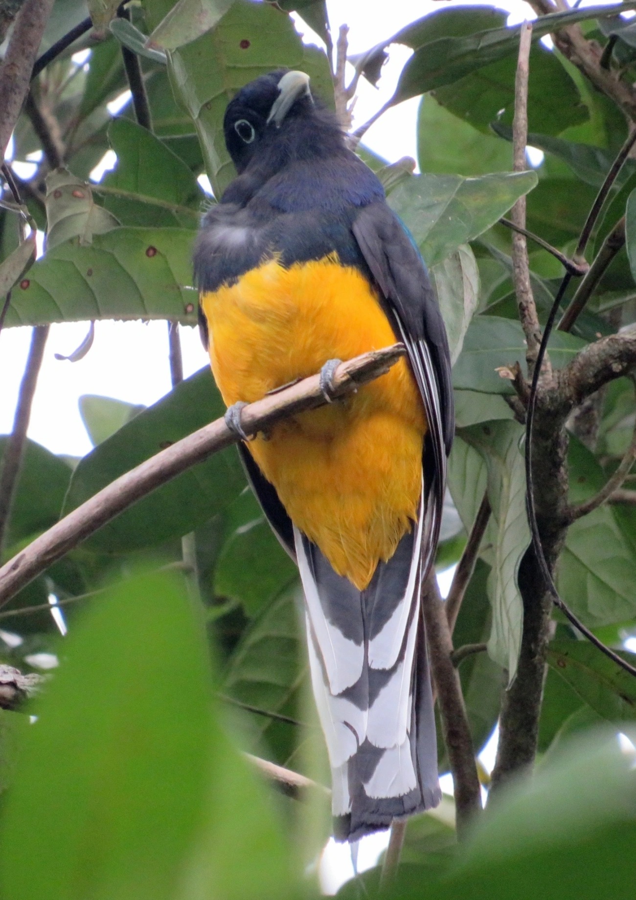 Surucuá-de-barriga-amarela (Trogon viridis), aves, fotografado em Maresias, São Sebastião