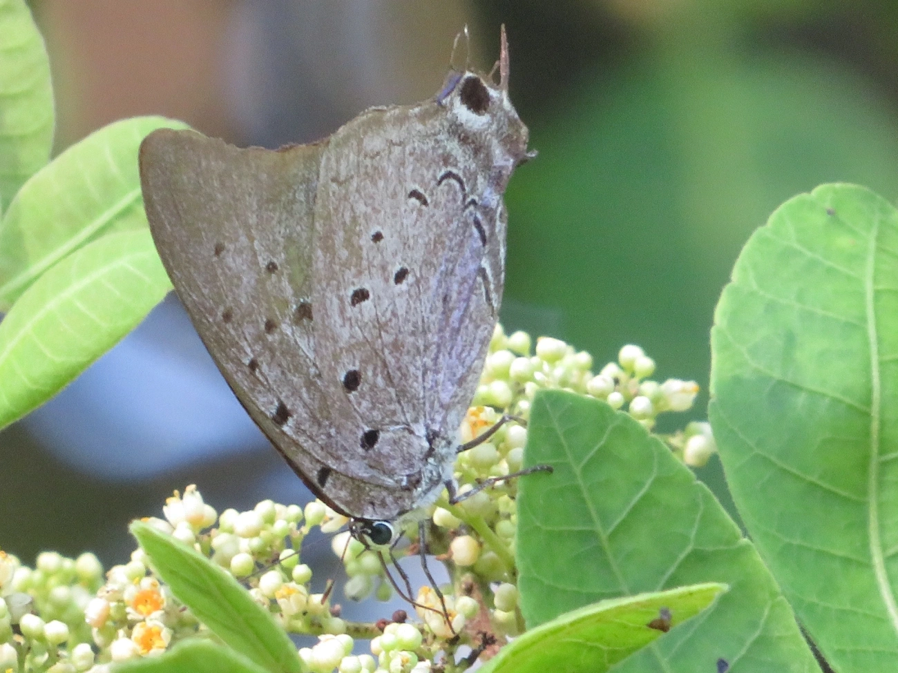 Borboleta-rainha-de-seda-azul (Pseudolycaena marsyas), insetos, fotografado em Maresias, São Sebastião