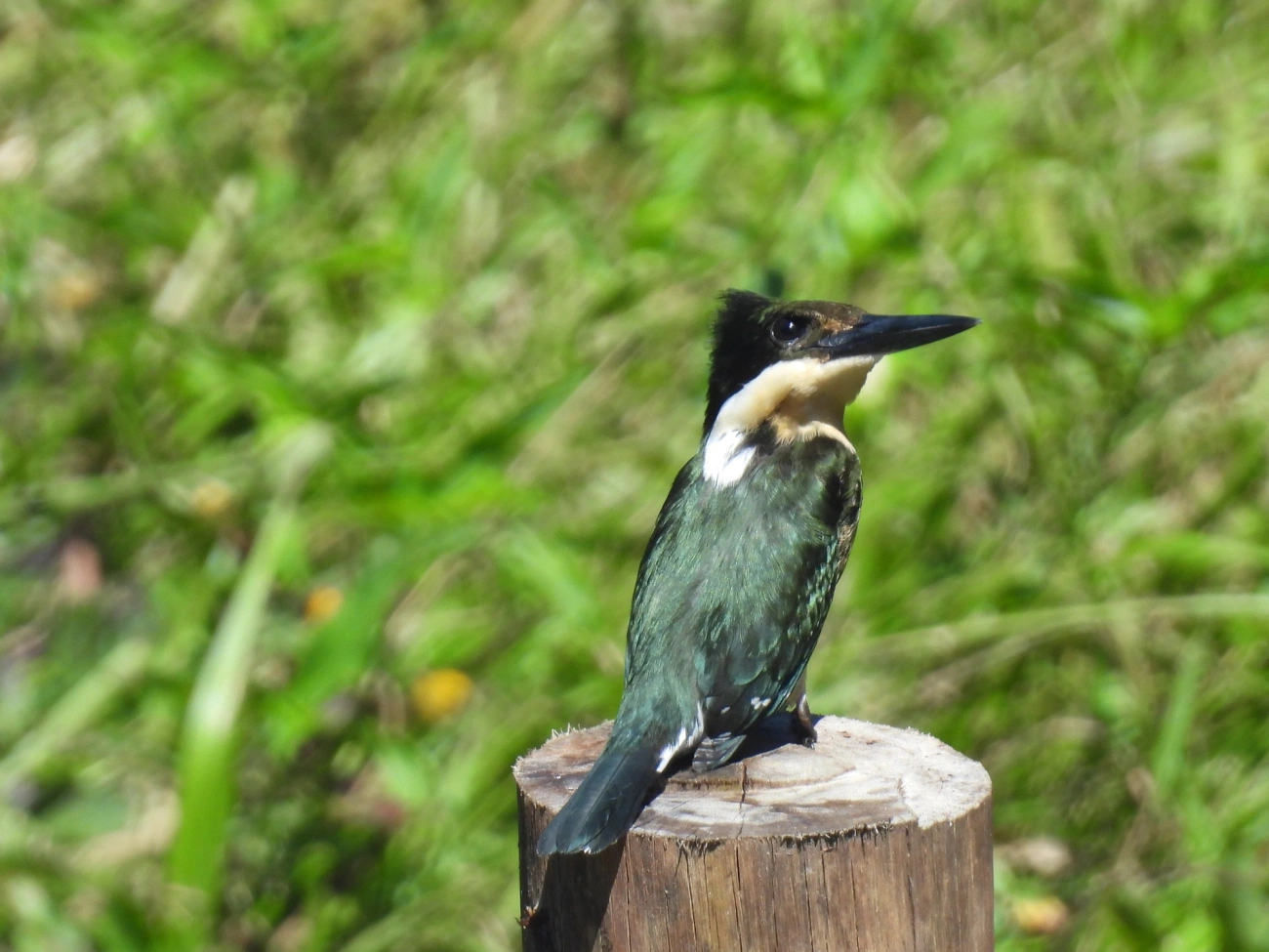 Martim-pescador-pequeno (Chloroceryle americana), aves, fotografado em Maresias, São Sebastião
