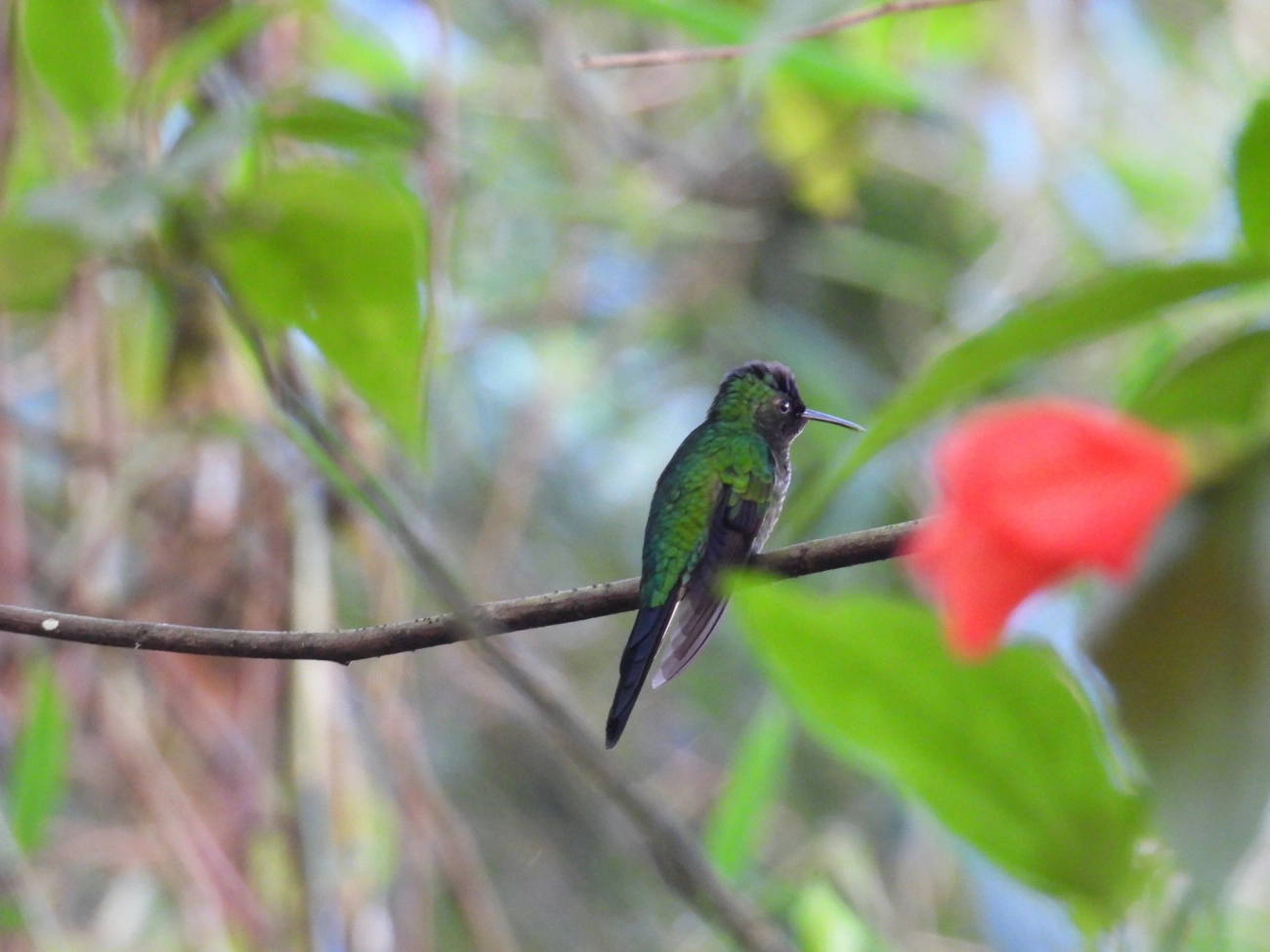 Beija-flor-de-fronte-violeta (Thalurania glaucopis), aves, fotografado em Resende