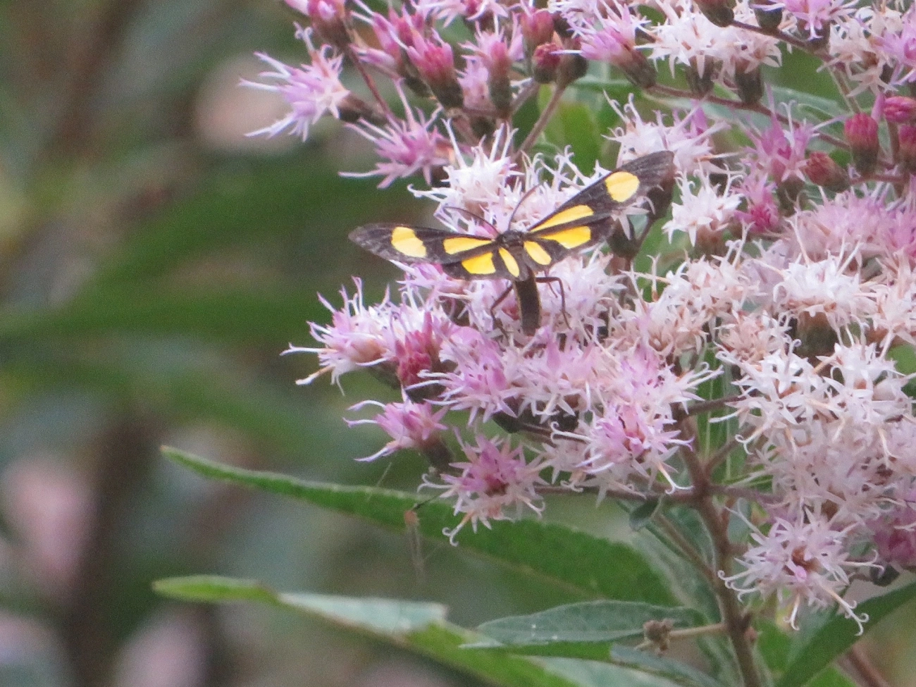 Cyllopoda claudicula, insetos, fotografado em Maresias, São Sebastião