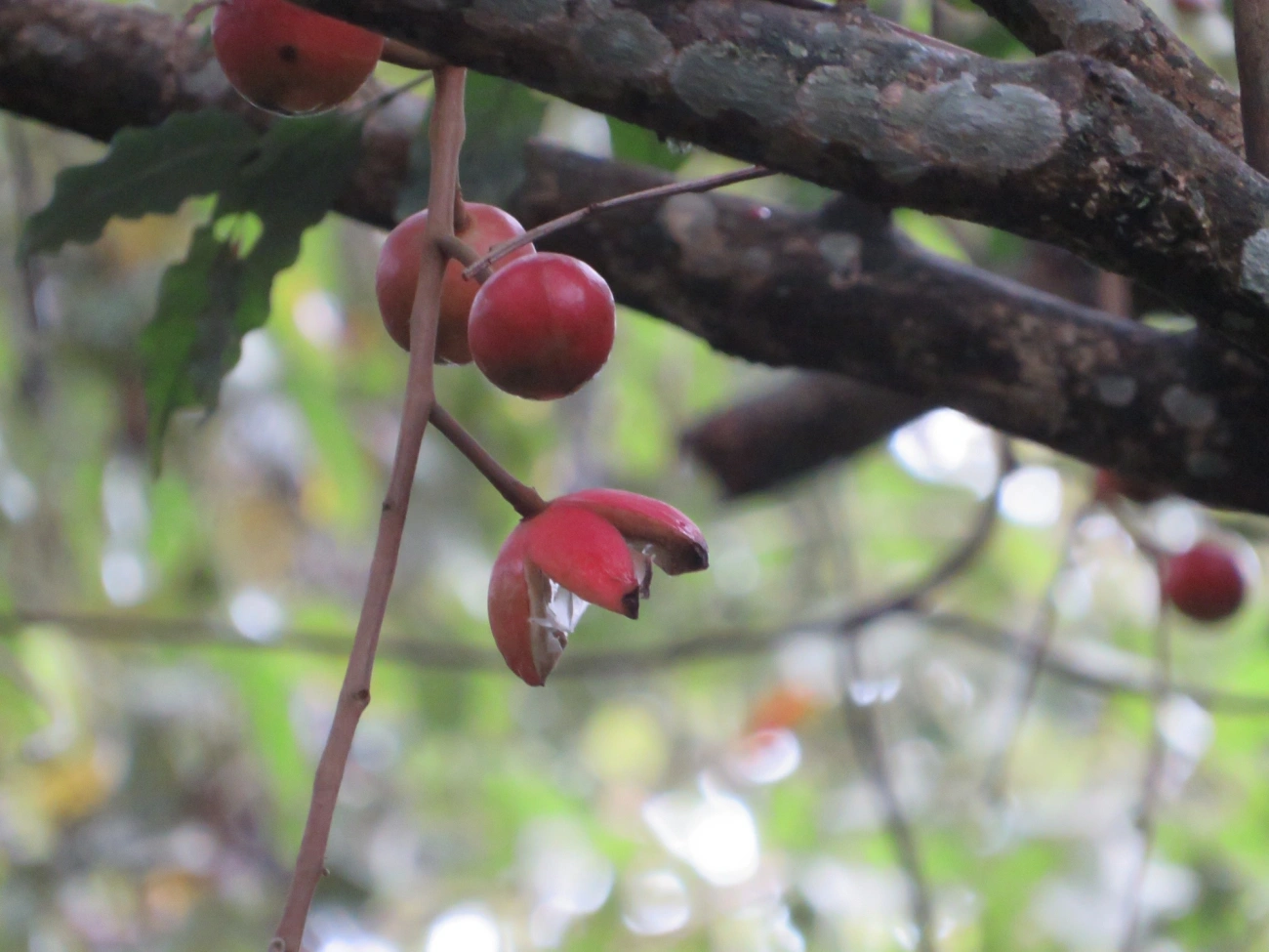 Canjerana (Cabralea canjerana), plantas, fotografado em Maresias, São Sebastião