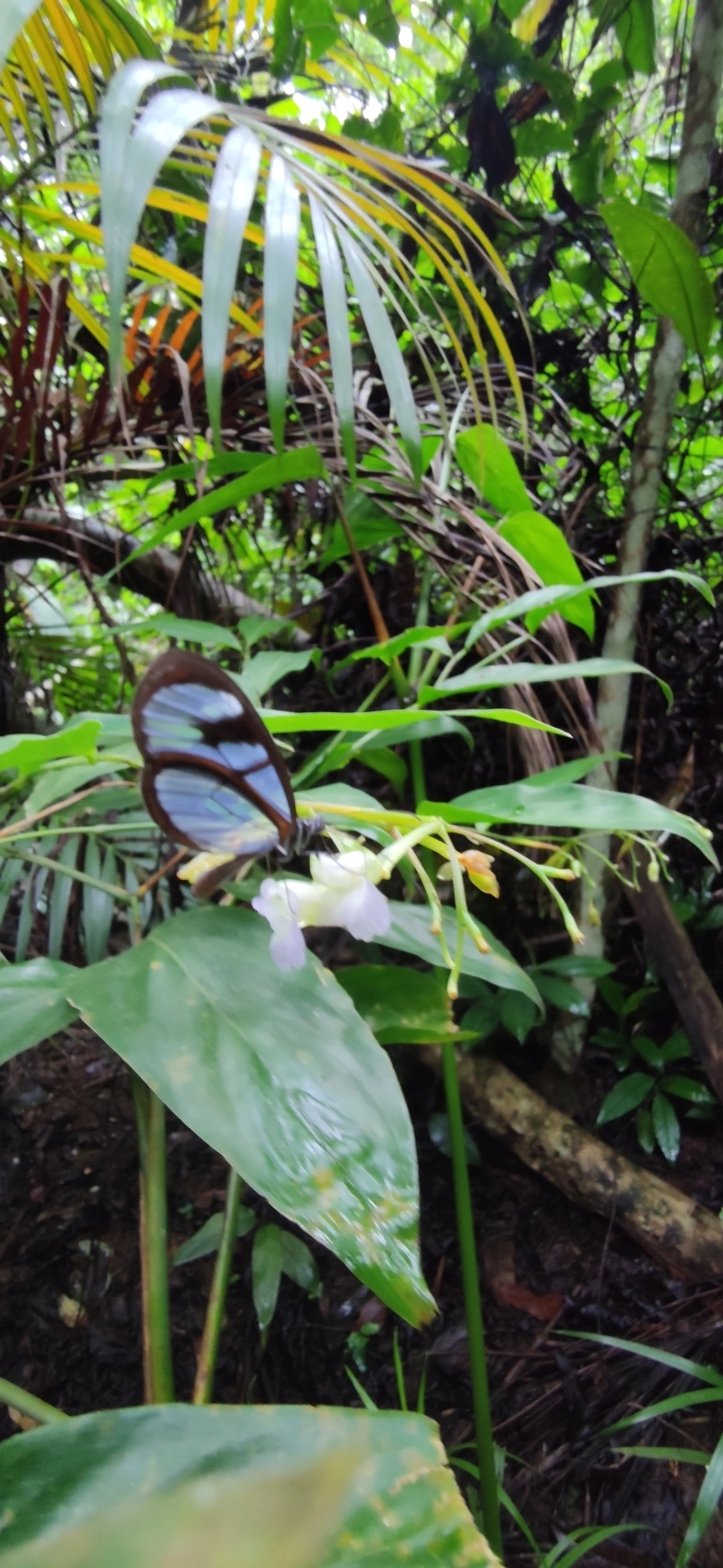 Borboleta-vidro (Oleria aquata), insetos, fotografado em Maresias, São Sebastião