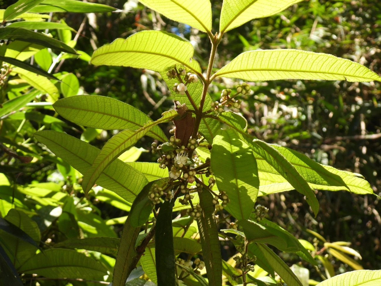 Guamirim-de-folha-miúda (Myrcia splendens), plantas, fotografado em Queluz