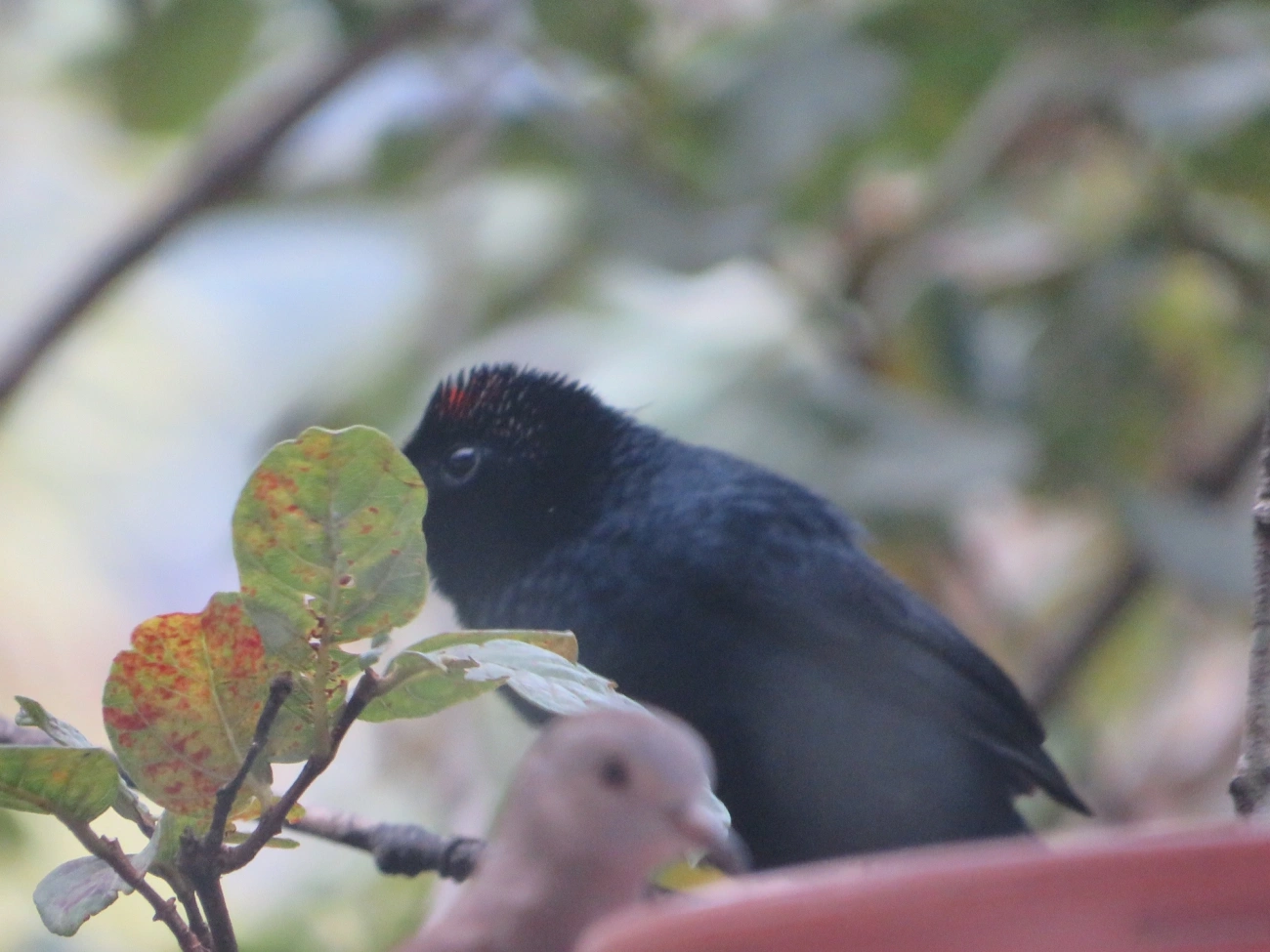Tiê-preto (Tachyphonus coronatus), aves, fotografado em Maresias, São Sebastião