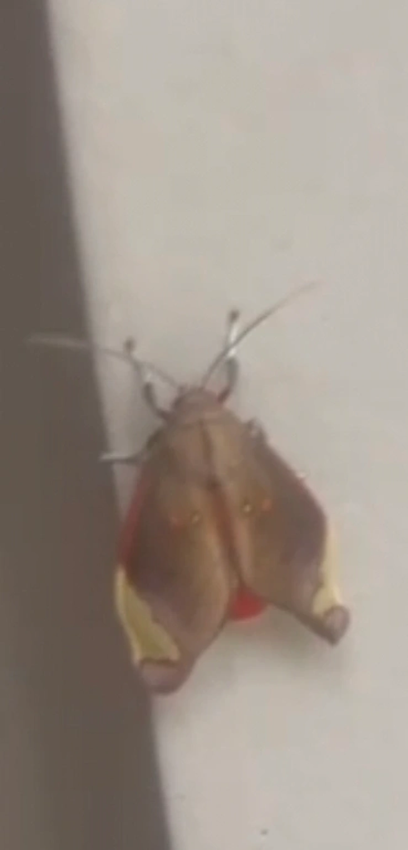 Bertholdia albipuncta, insetos, fotografado em Maresias, São Sebastião