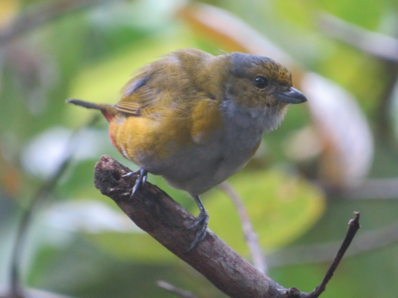 Ferro-velho (Euphonia pectoralis), aves, fotografado em Maresias, São Sebastião