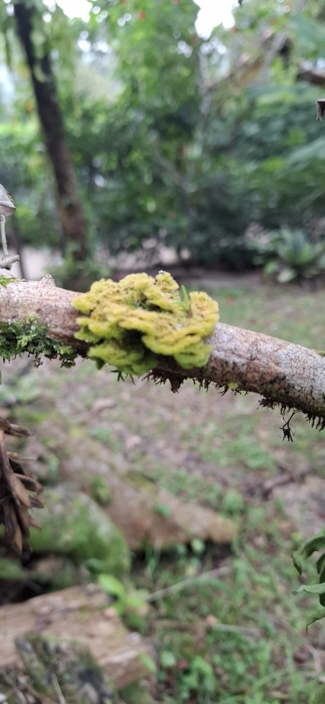 Coenogonium, fungos, fotografado em Maresias, São Sebastião