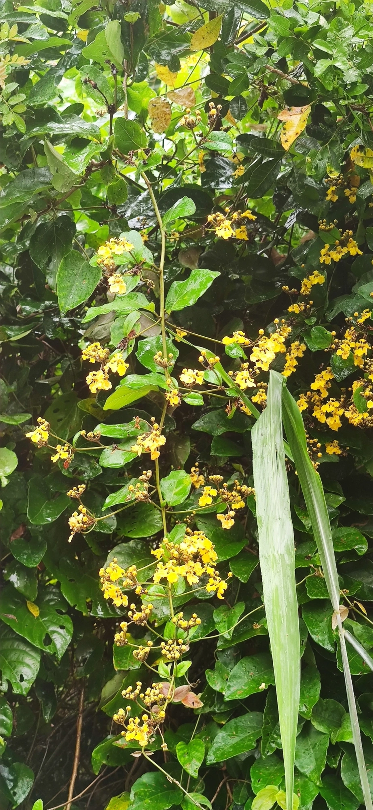 Stigmaphyllon, plantas, fotografado em Maresias, São Sebastião