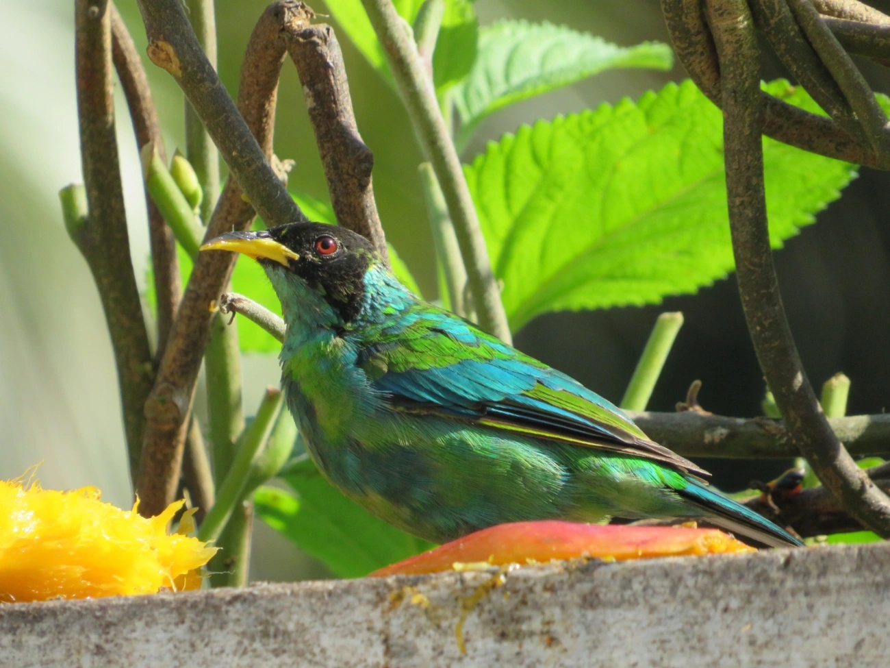 Saí-verde (Chlorophanes spiza), aves, fotografado em Maresias, São Sebastião