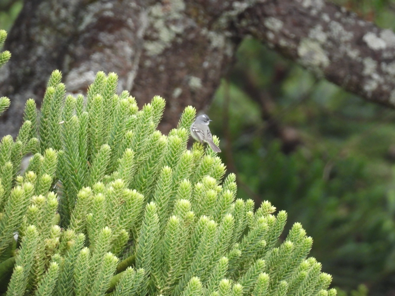 Alegrinho (Serpophaga subcristata), aves, fotografado em Itamonte