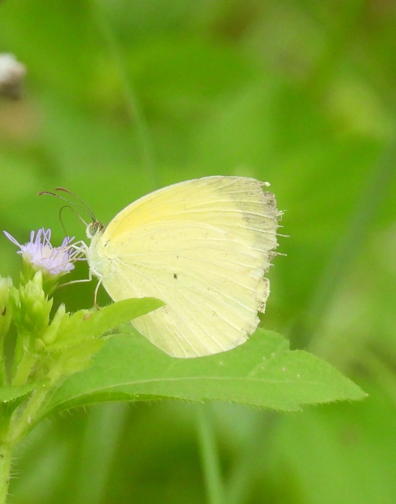 Amarelinha (Eurema nise), insetos, fotografado em Indaiá, Caraguatatuba