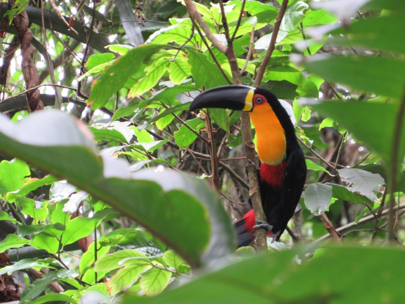 Tucano-de-ariel (Ramphastos vitellinus), aves, fotografado em São Paulo