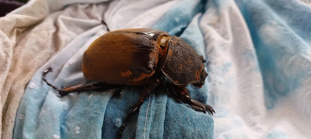 Megasoma, insetos, fotografado em Maresias, São Sebastião