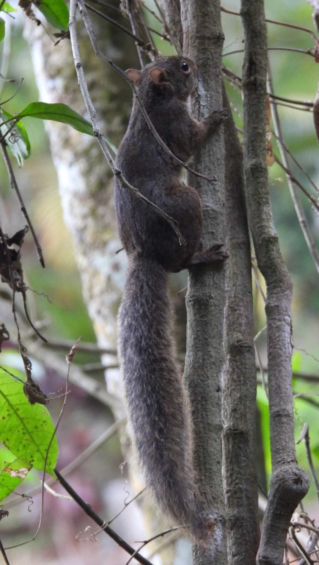 Caxinguelê (Sciurus brasiliensis), mamíferos, fotografado em Santa Isabel