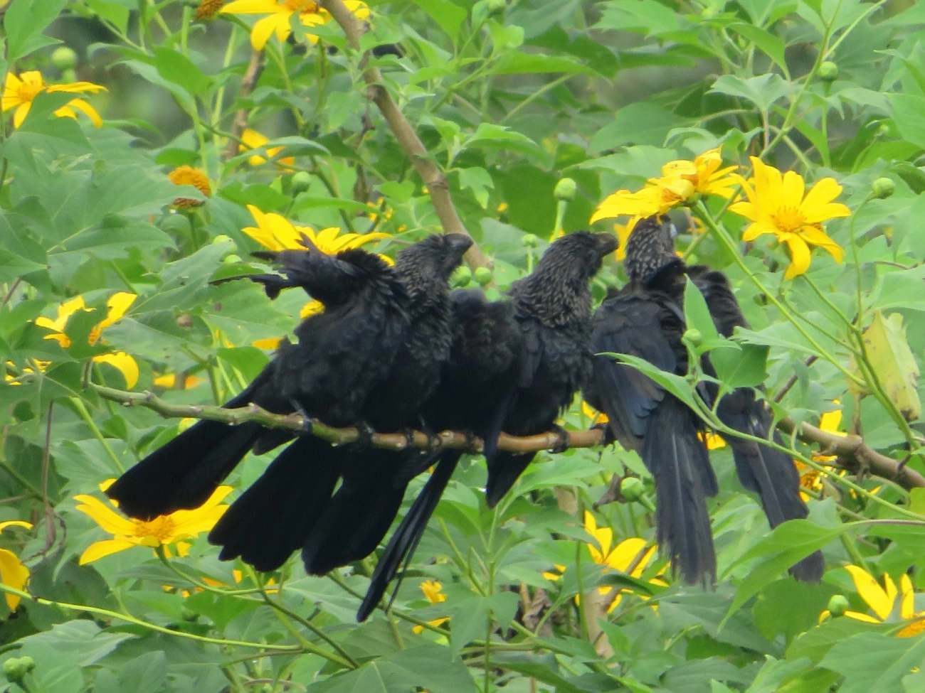 Anu-preto (Crotophaga ani), aves, fotografado em Maresias, São Sebastião