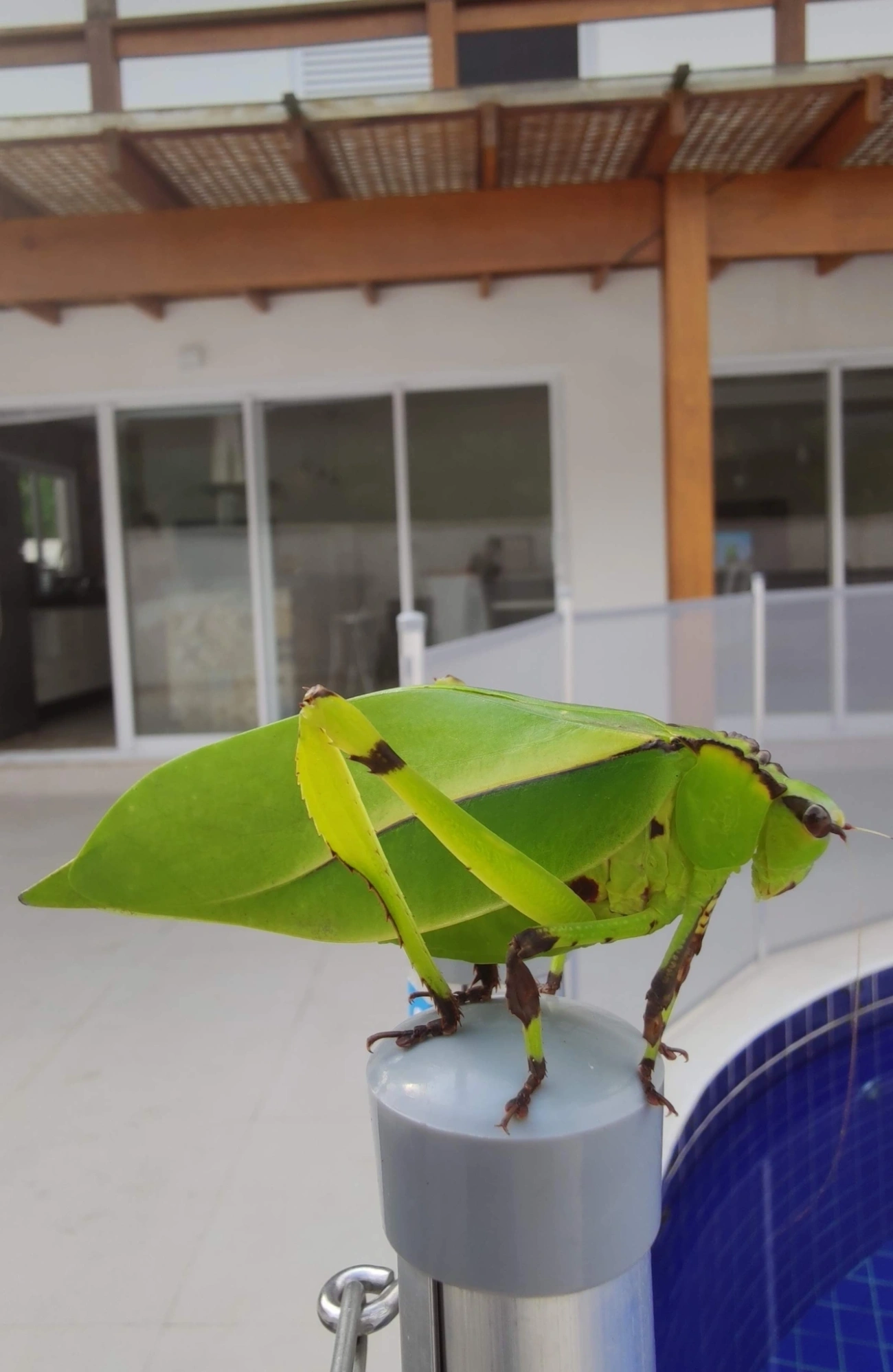Cnemidophyllum oblitum, insetos, fotografado em (cidade / sem bairro), (sem local)