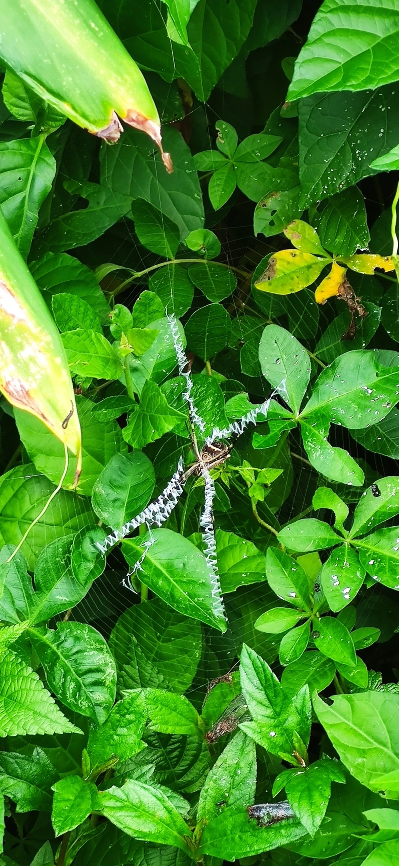 Aranha-de-prata (Argiope argentata), aracnídeos, fotografado em Maresias, São Sebastião