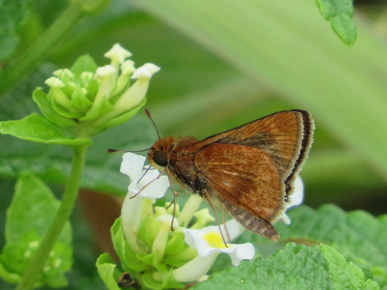 Hesperiinae, insetos, fotografado em Maresias, São Sebastião