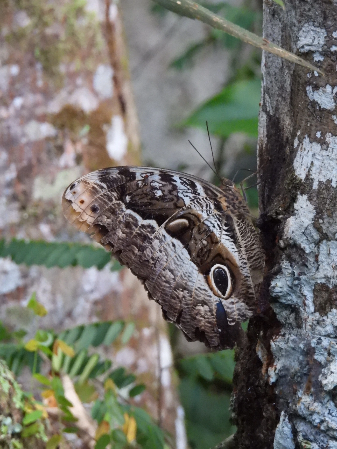 Olho-de-coruja-roxo (Caligo beltrao), insetos, fotografado em Queluz