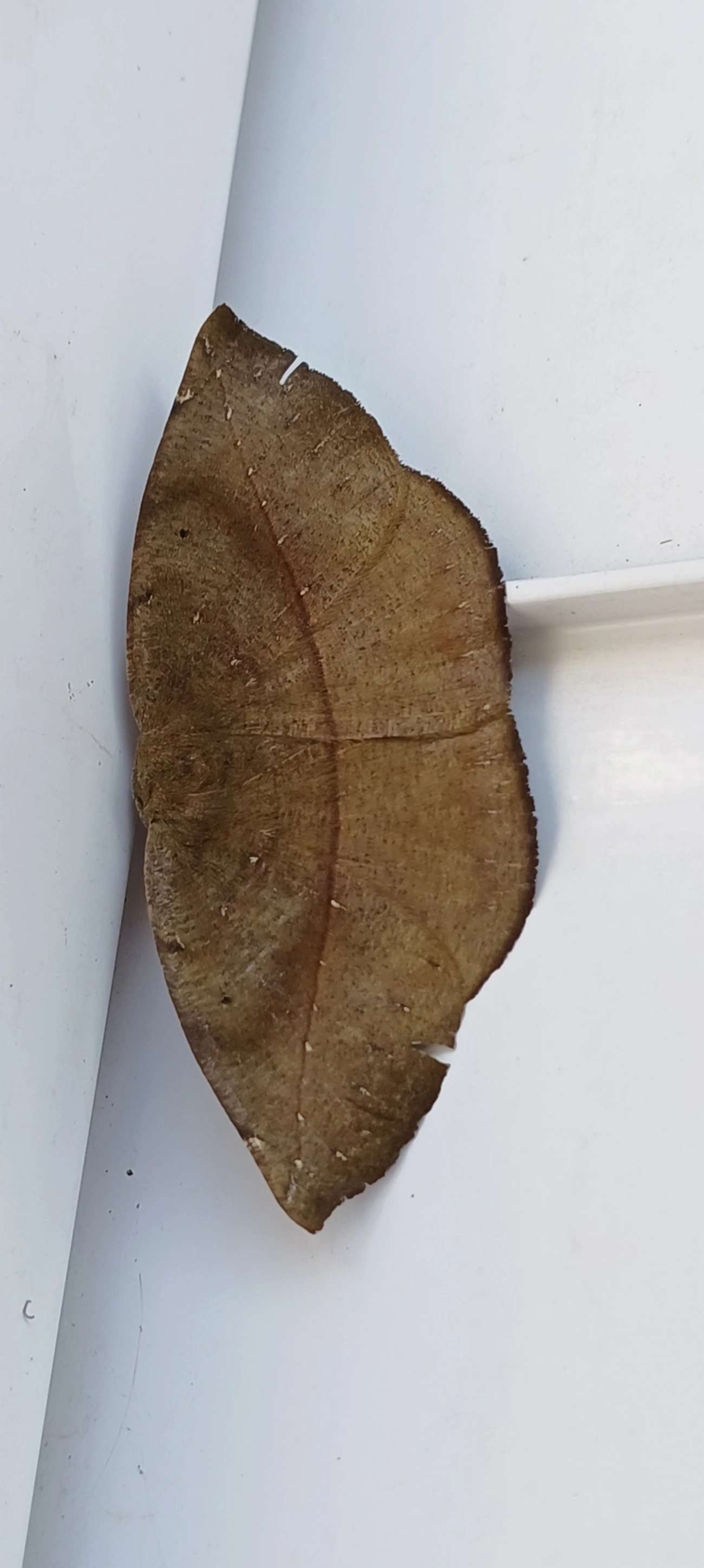 Borboletas e traças (Lepidoptera), insetos, fotografado em Maresias, São Sebastião