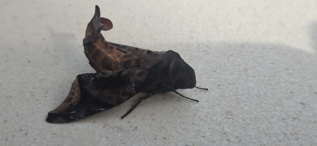 Enyo cavifer, insetos, fotografado em Maresias, São Sebastião