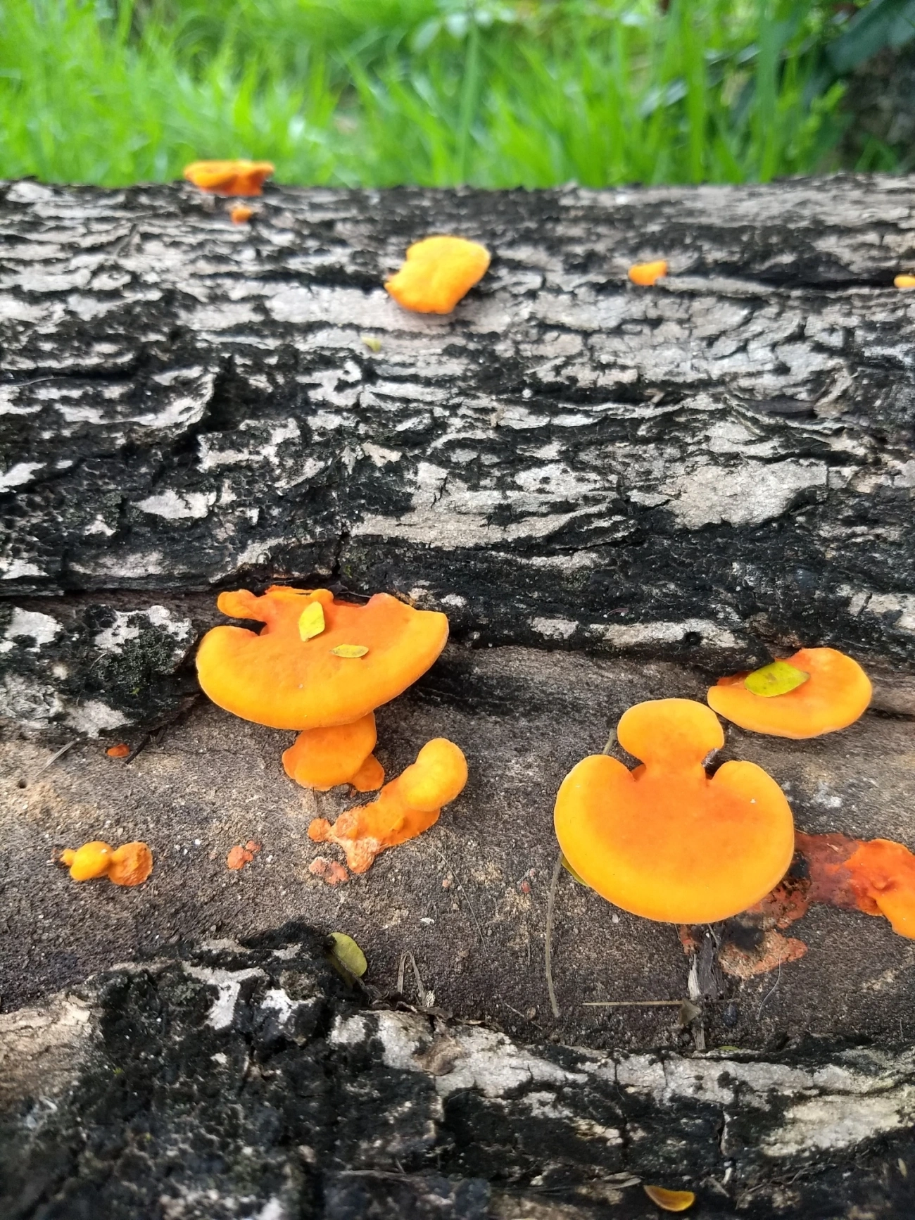 Orelha-de-pau (Trametes sanguinea), fungos, fotografado em Indaiá, Caraguatatuba