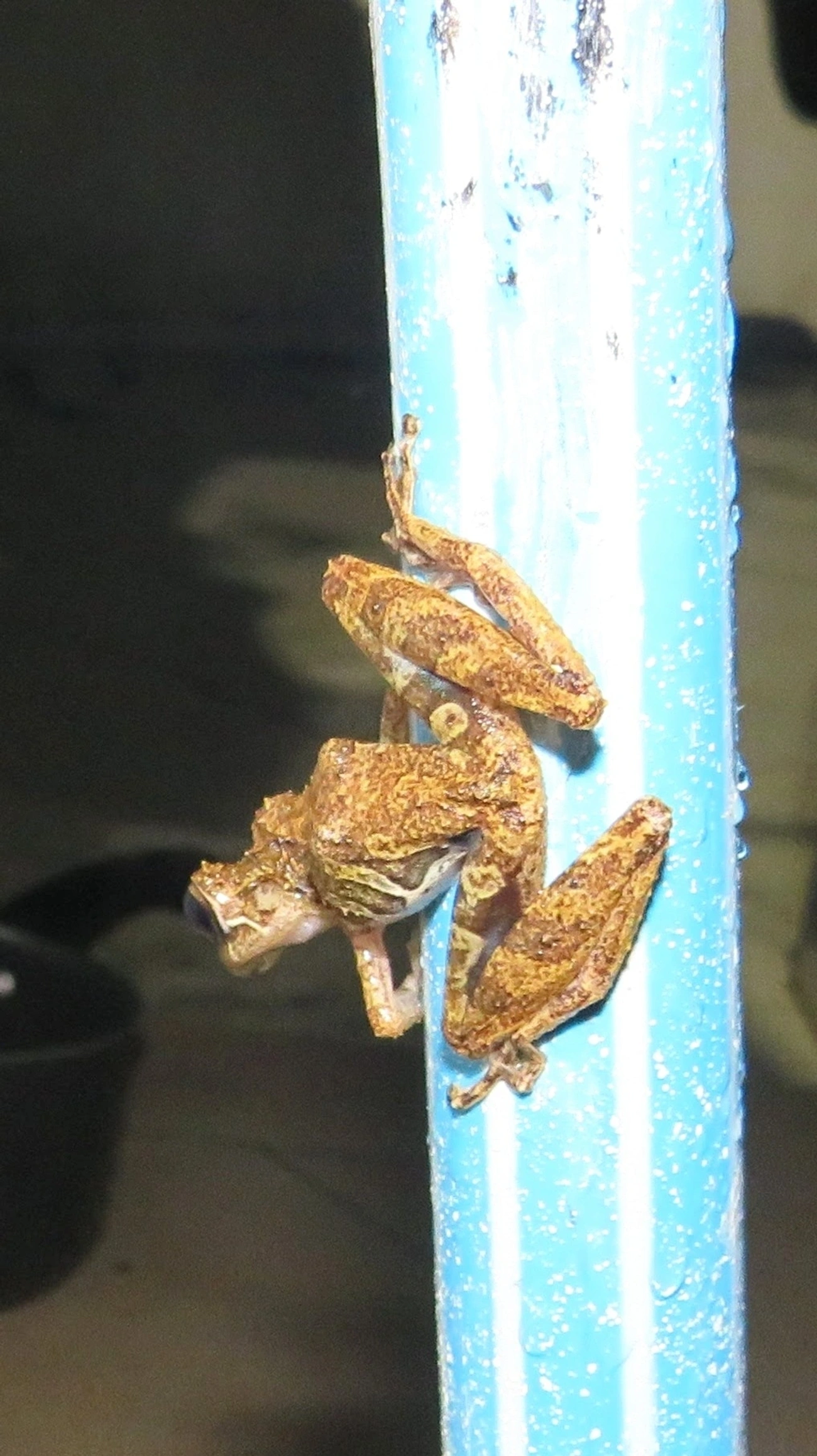 Perereca-do-litoral (Ololygon littoralis), anfíbios, fotografado em Maresias, São Sebastião