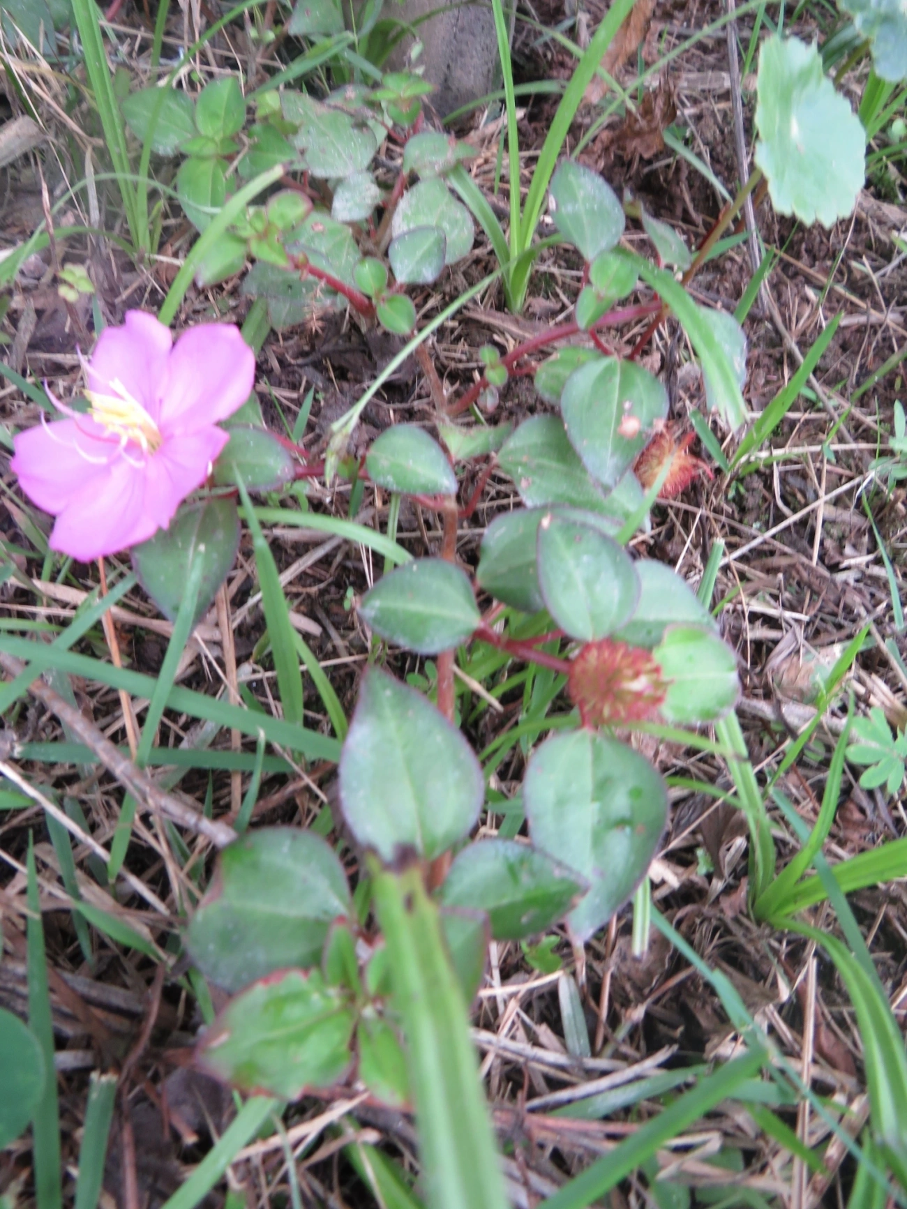 Heterotis rotundifolia, plantas, fotografado em Maresias, São Sebastião