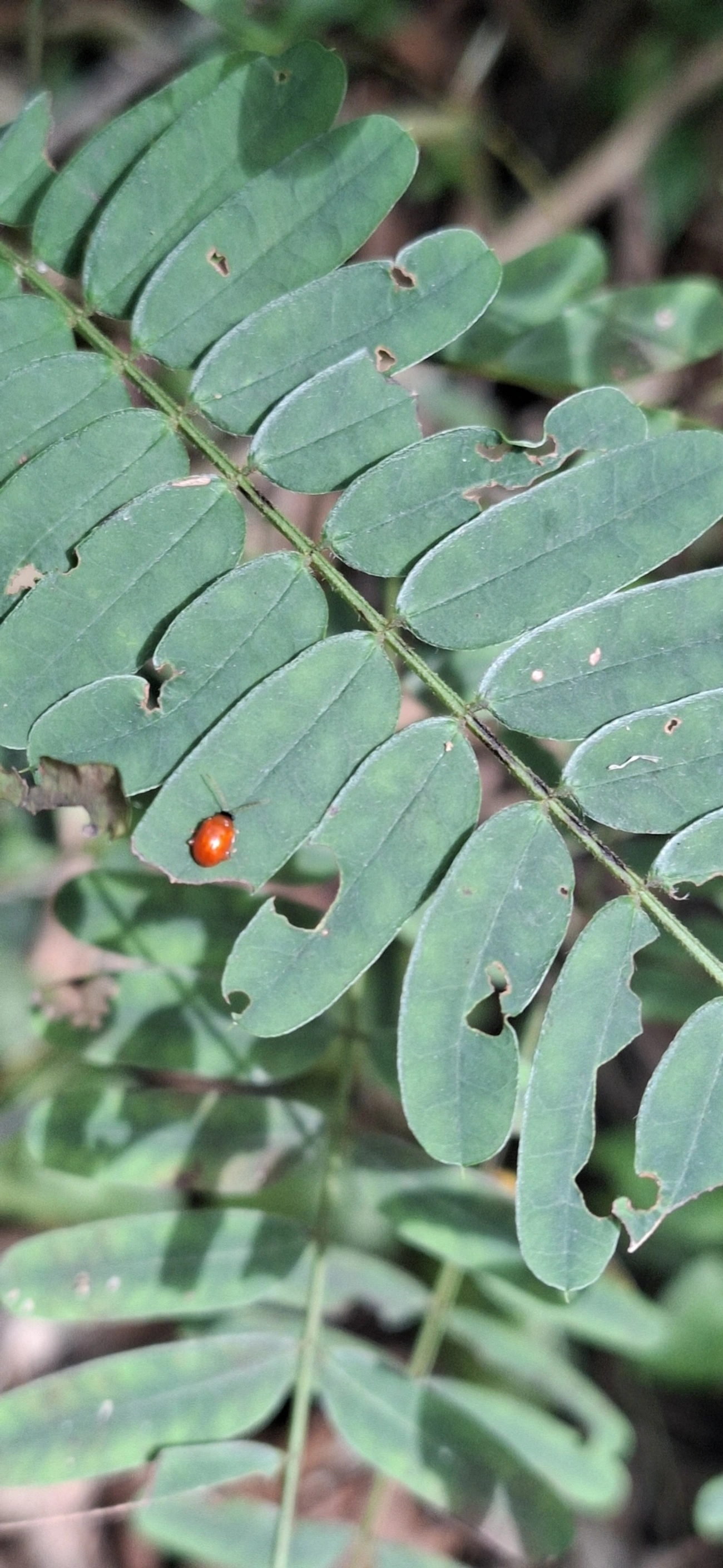 Besouros (Coleoptera), insetos, fotografado em Praia Vermelha, Ilhabela