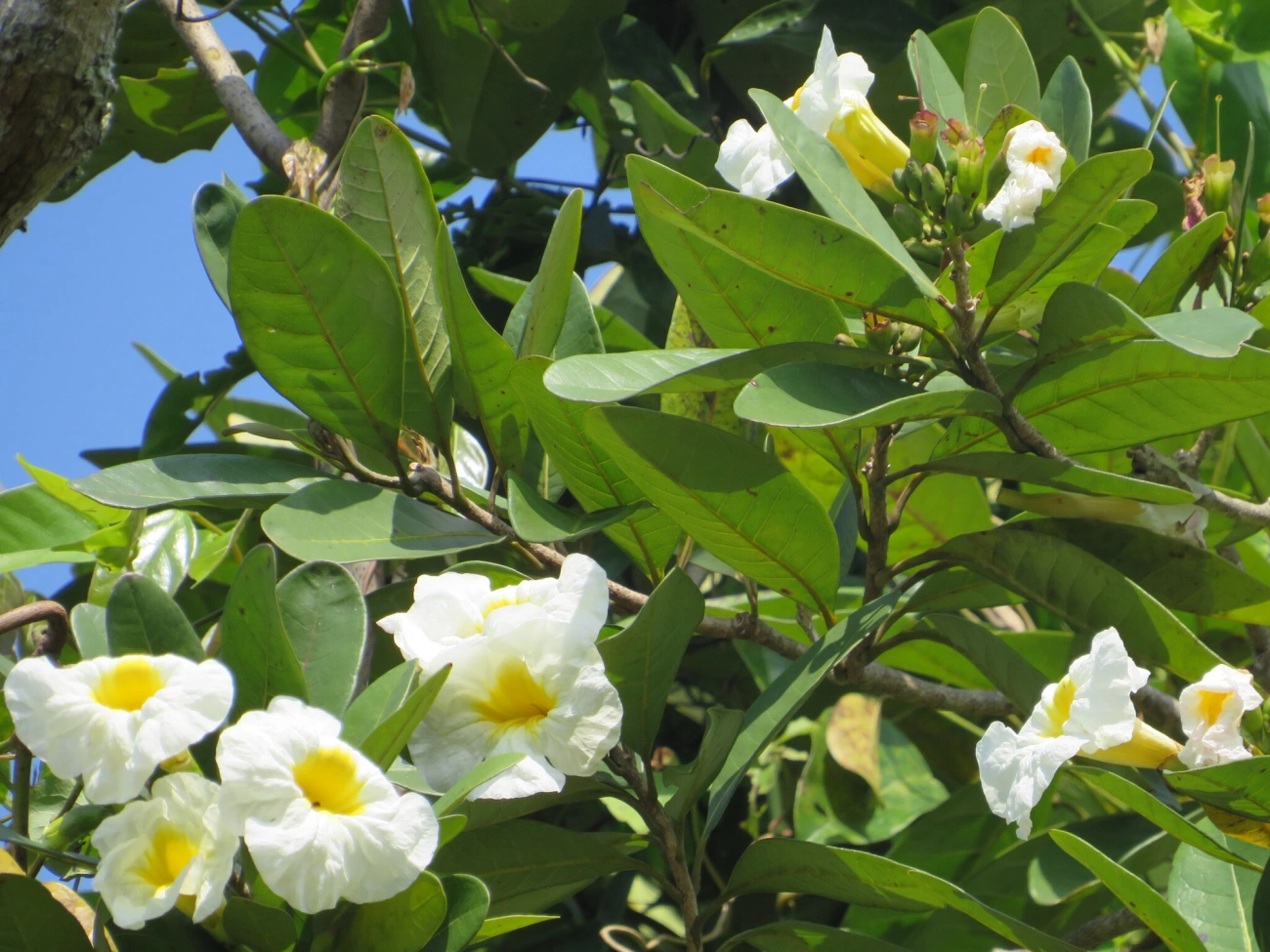 Caixeta (Tabebuia cassinoides), plantas, fotografado em São Paulo