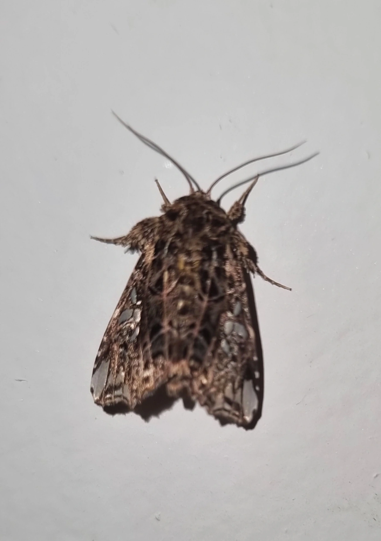 Argyrosticta, insetos, fotografado em Maresias, São Sebastião