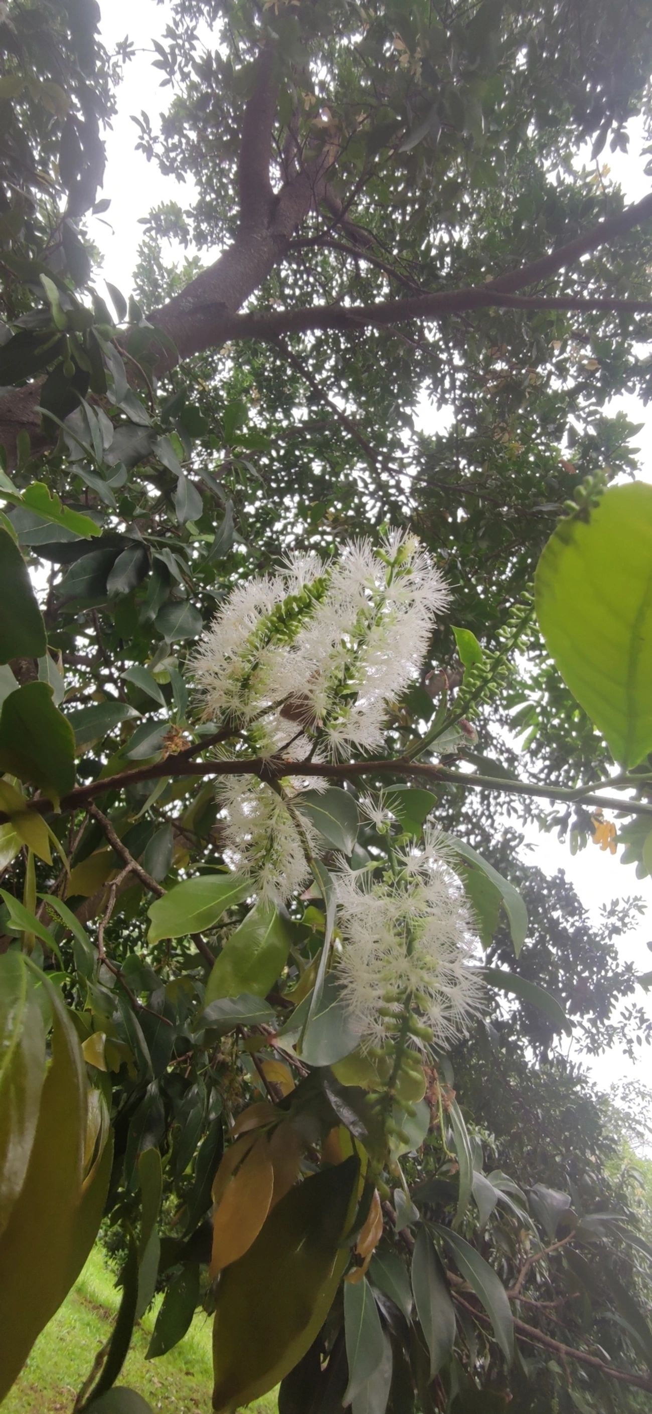 Ingá-feijão (Inga marginata), plantas, fotografado em Vila Antonina, São Paulo