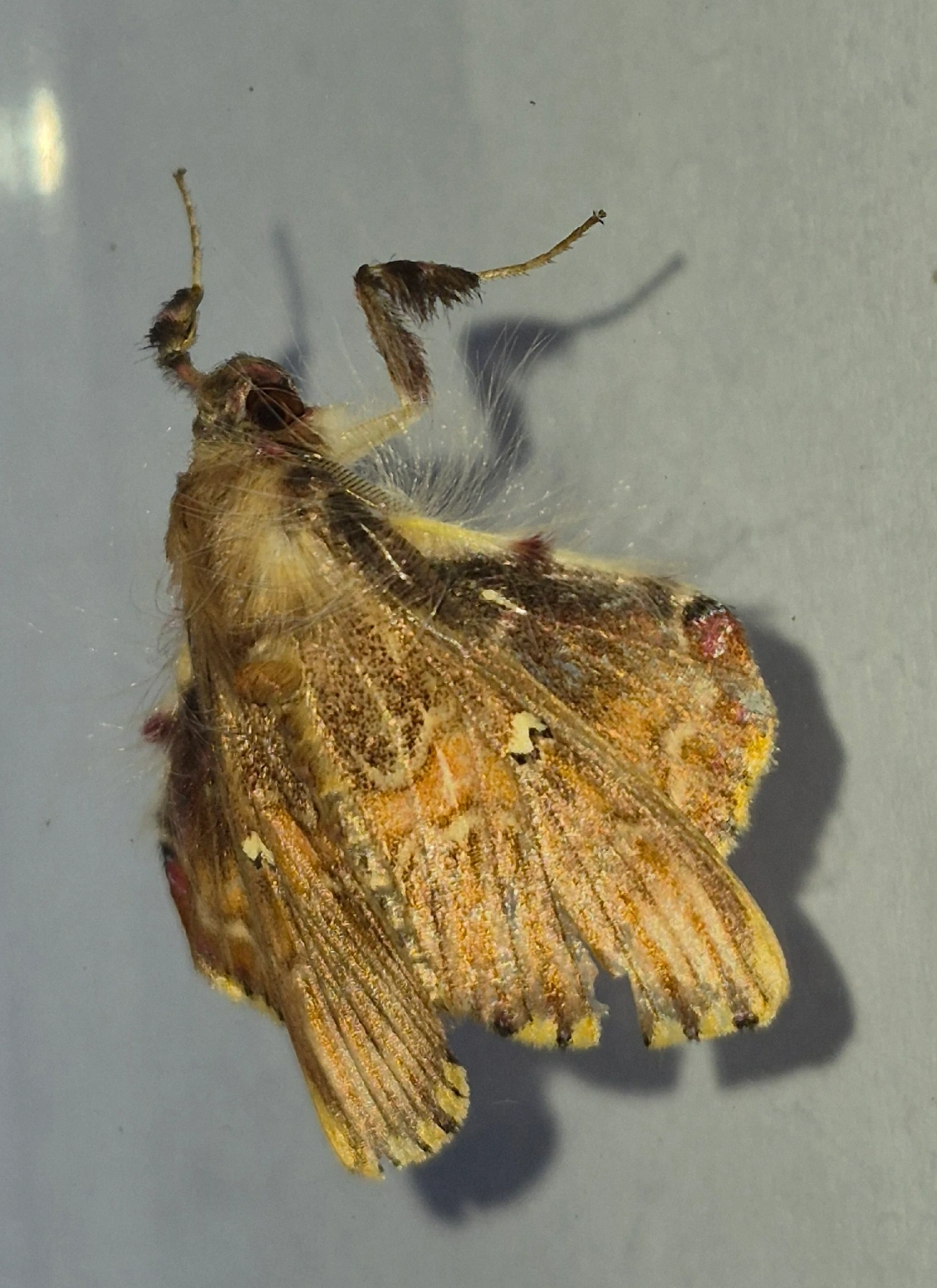 Sosxetra grata, insetos, fotografado em Maresias, São Sebastião